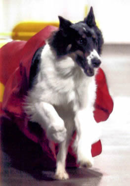 Elvis coming out of the closed chute